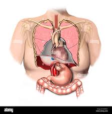 Allison repair || allison repair hiatal hernia || How does Allison repair a hiatal hernia?