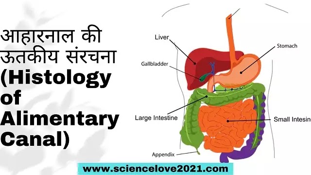 आहारनाल की ऊतकीय संरचना (Histology of Alimentary Canal)|hindi