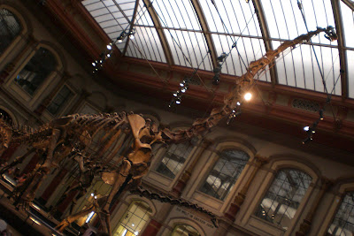 Berlín Přírodověděcké museum - kostra dinosaurus