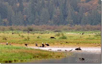 Eagles on the close flats