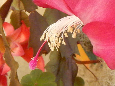 蟹爪蘭的花