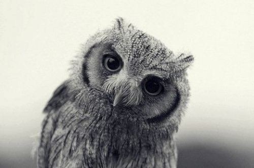 cute-animals-4
