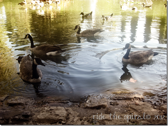 ducks9222012