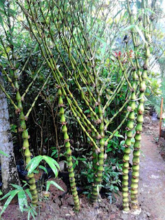 bambu nagin murah