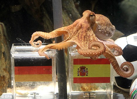 World Cup Octopus Dies