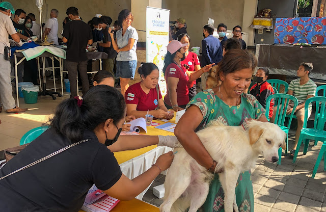    Cegah Rabies dan Perkembangan Anjing Liar, Dinas Pertanian Denpasar Lakukan Vaksinasi dan Sterilisasi