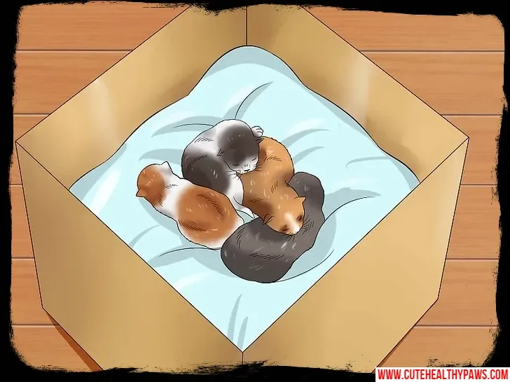 How to take care of newborn kittens