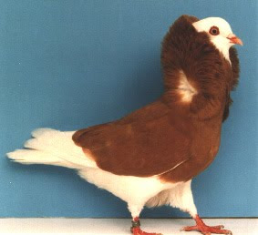 Old Dutch Capuchine Pigeon