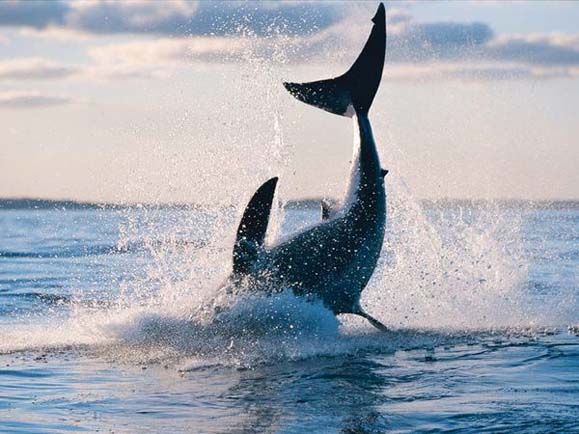 Foto Ikan Hiu Putih Binatang  Laut  yang  Ganas  