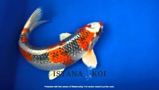 jual ikan koi Bekasi Selatan Bekasi