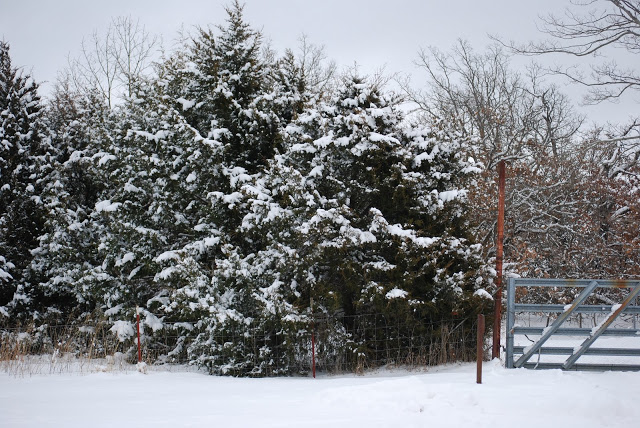 Juniper trees covered in snow, on snowy ground.