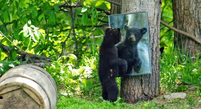 Serius : Apabila Sekeluarga Beruang Melakukan Aktiviti 