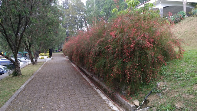 Kebun Raya Cibodas