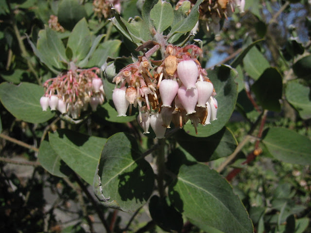 Arctostaphylos