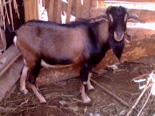 ternak kambing kacang