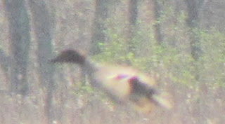 Green-winged Teal