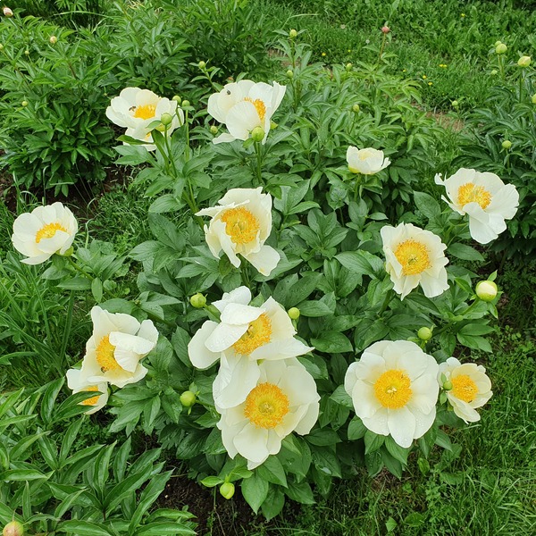 Пион 'Moonrise' / Пион 'Мунрайз' (Paeonia 'Moonrise')