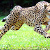 The fastest animal in the world