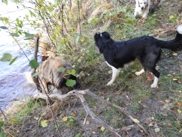 leik på jordet border collie