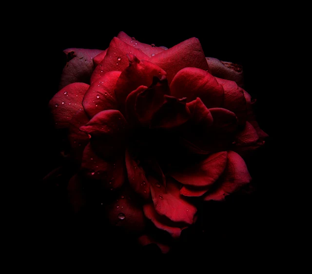 A marvelously dramatic red rose