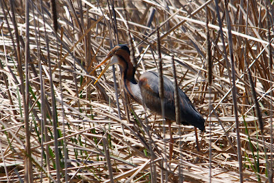 Reade Reager - Purperreiger - Ardea purpurea