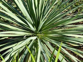 Nolina parviflora - Noline à petites fleurs