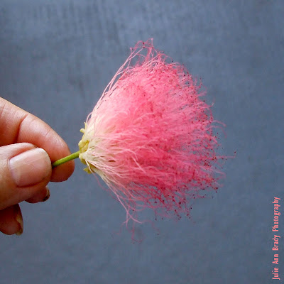 Close-up view of the Pink Powder Puff