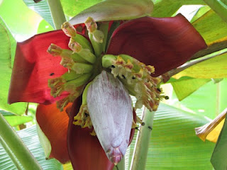 banana flower