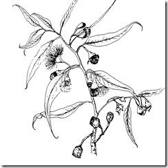 Intro to Botanical Illustration - Pamela Knight
