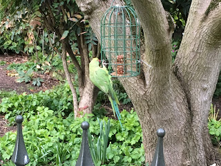 green parakeet on a bird feeder hanging from a tree