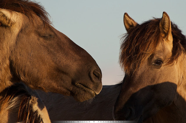 Konik [Equus caballus caballus]