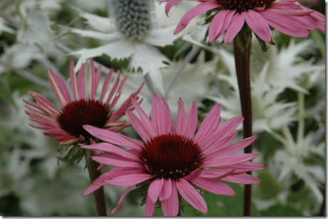 rhs wisley 021