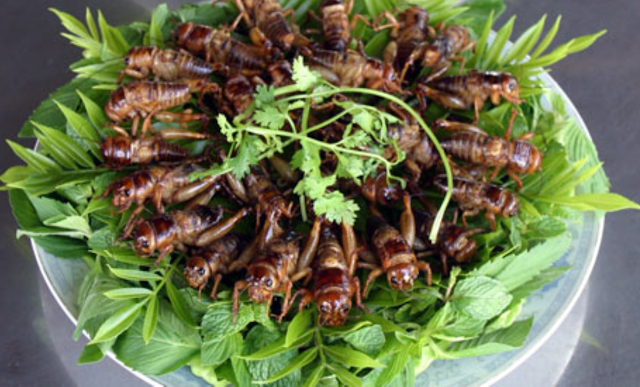 insects as food for nutritional purposes