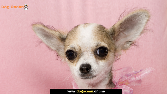Teacup Chihuahua: Everything You Need to Know about this Tiny Companion