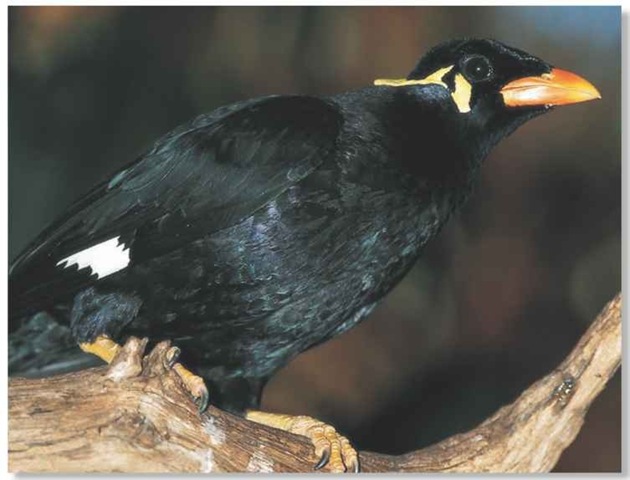 Newborn Baby Mynah Bird Newborn Baby