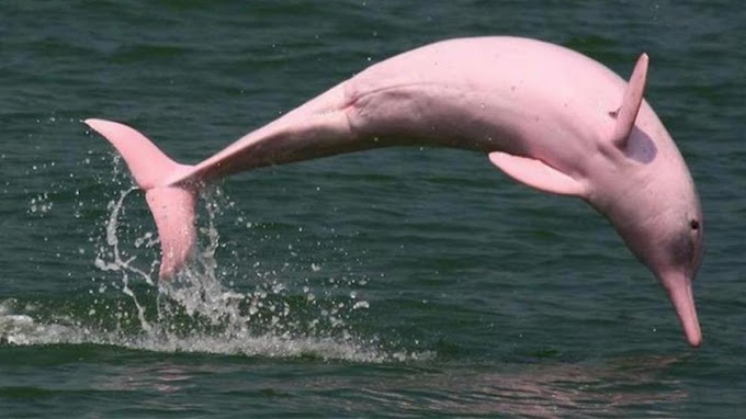 Delfín rosado del amazonas. 