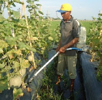 Dosis Pupuk Untuk Tanaman Melon (Dosis Pertanaman)