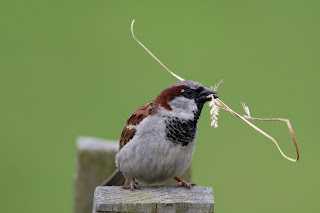 House Sparrow DFBridgeman