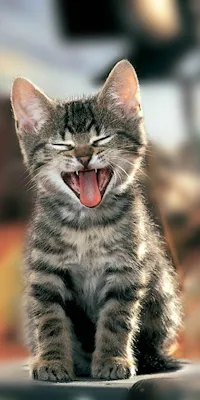 Funny Kitten iPhone Wallpaper