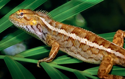 25 Gambar luar biasa Hewan Reptil  Kadal Ular Buaya 