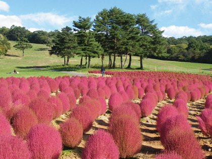 コキア見頃 花の駅ひるがの高原コキアパーク