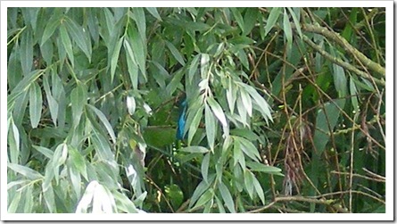 DSCF9305