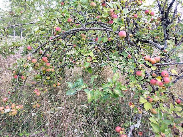 Reine des reinettes apple, Indre et Loire, France. Photo by Loire Valley Time Travel.