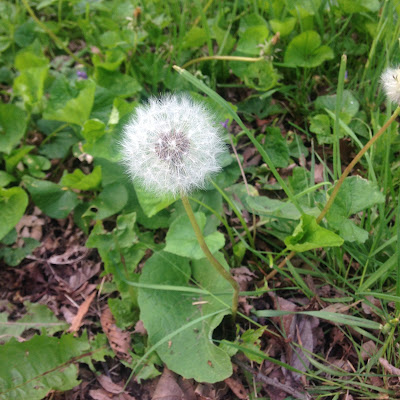 Dandelions are awesome
