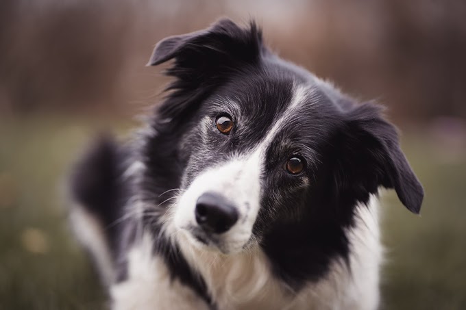 Smartest Dogs Breed in the World | German Shepherd | Poodle | Australian shepherd | golden retriever