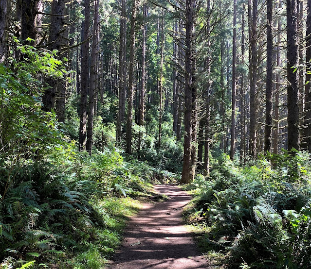 Fern Canyon Trail