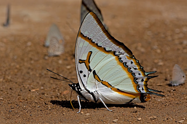Polyura eudamippus the Great Nawab butterfly