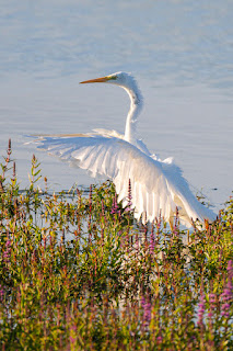 Wildlifefotografie Silberreiher Lippeaue Olaf Kerber