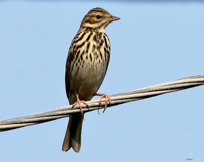 "Tree Pipit - Anthus trivialis, not common winter visitor perched on a wire."