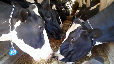 cows eating silage